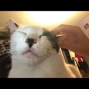 Meet your Posher, Stella june